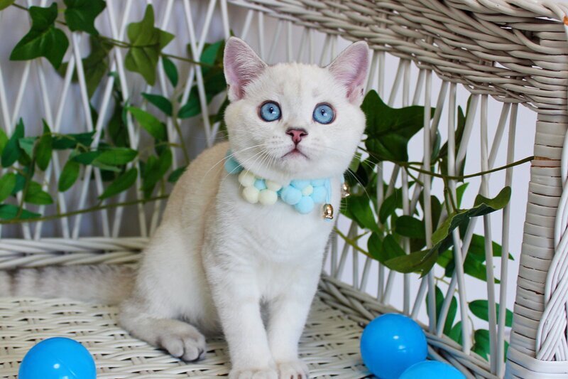 Bon-Bon Scottish Straight male, blue silver shaded pointed