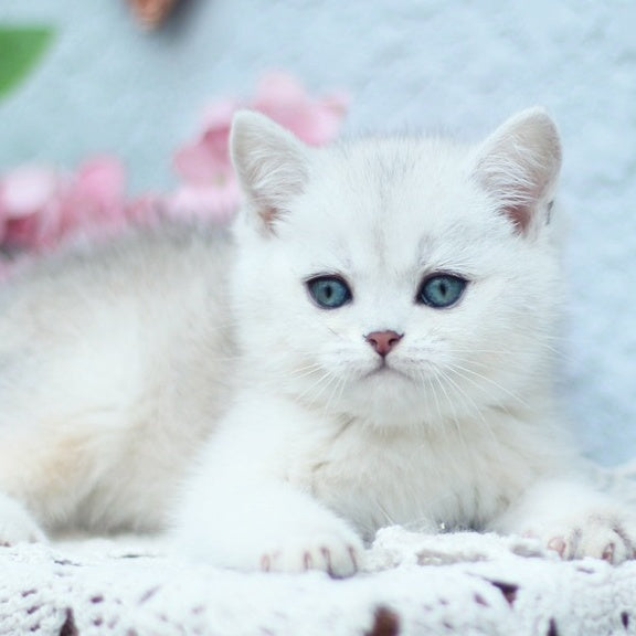 Deni British Shorthair male, black silver shaded