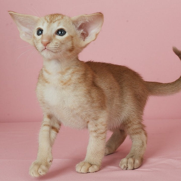 Ulan Bator Oriental Shorthair male, red
