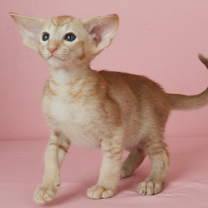 Ulan Bator Oriental Shorthair male, red