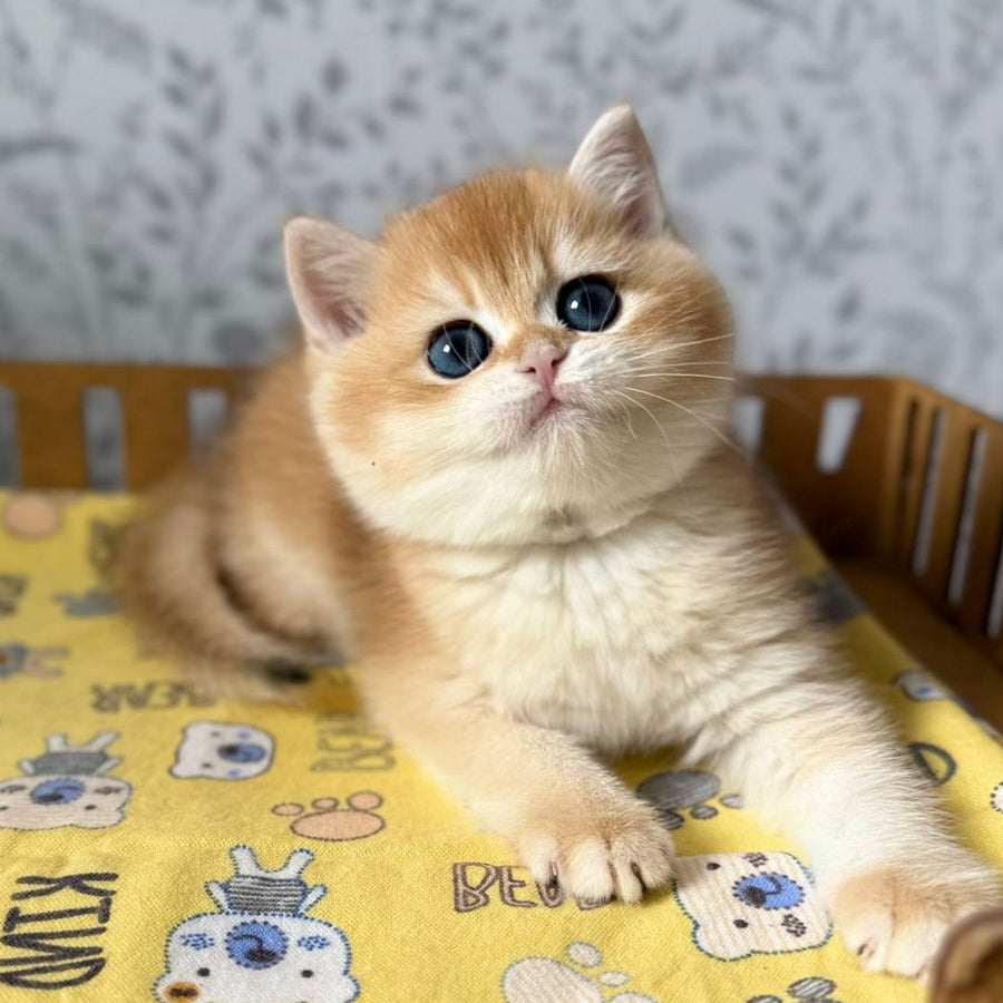Wilma British Shorthair female, black golden chinchilla