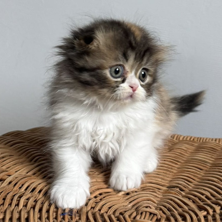 Kitty Scottish Fold female, black tortie tabby bicolour