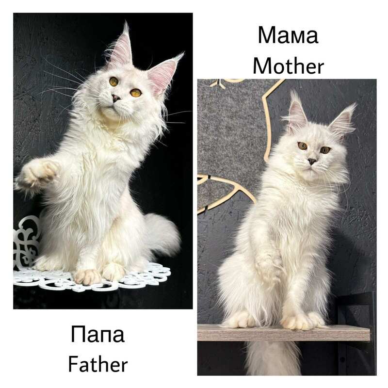 Zabawa Maine Coon female black silver shaded - live animals