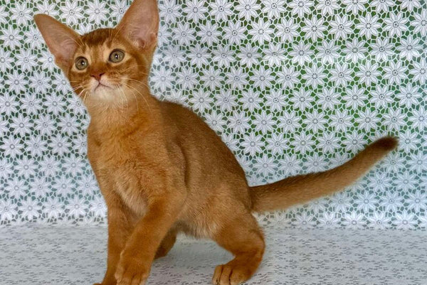 Electra Abyssinian female sorrel - live animals