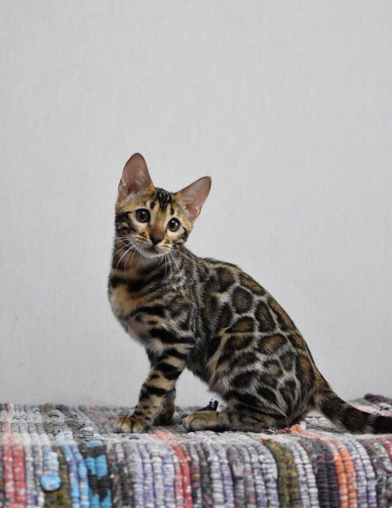 Gera Bengal male black spotted tabby - live animals