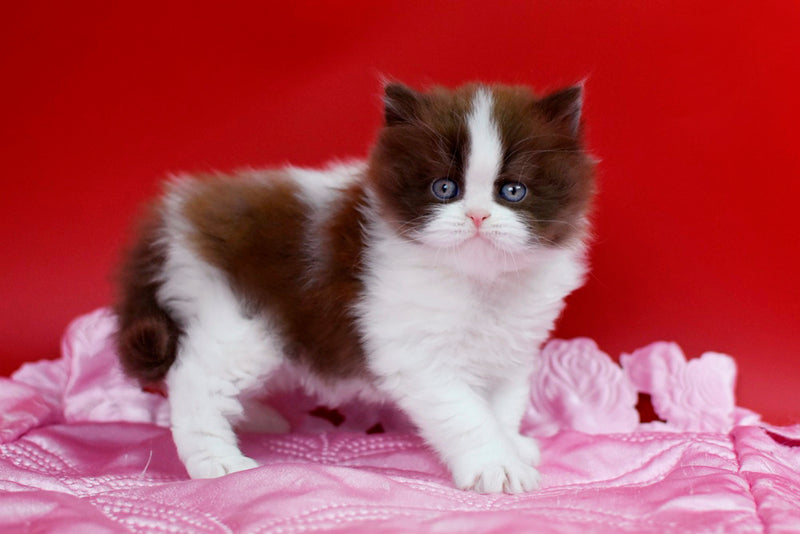 Zabava British Longhair female chocolate bicolour - live animals