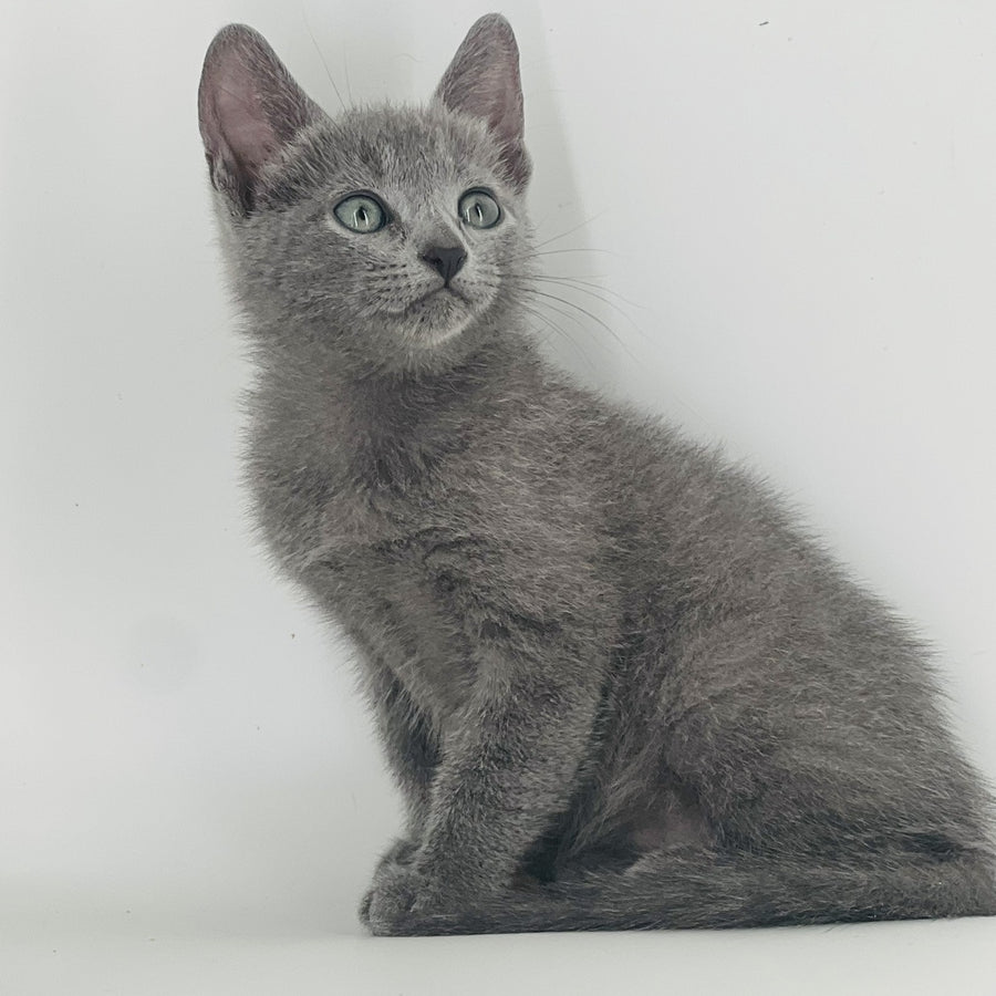 Aster Russian Blue male, blue
