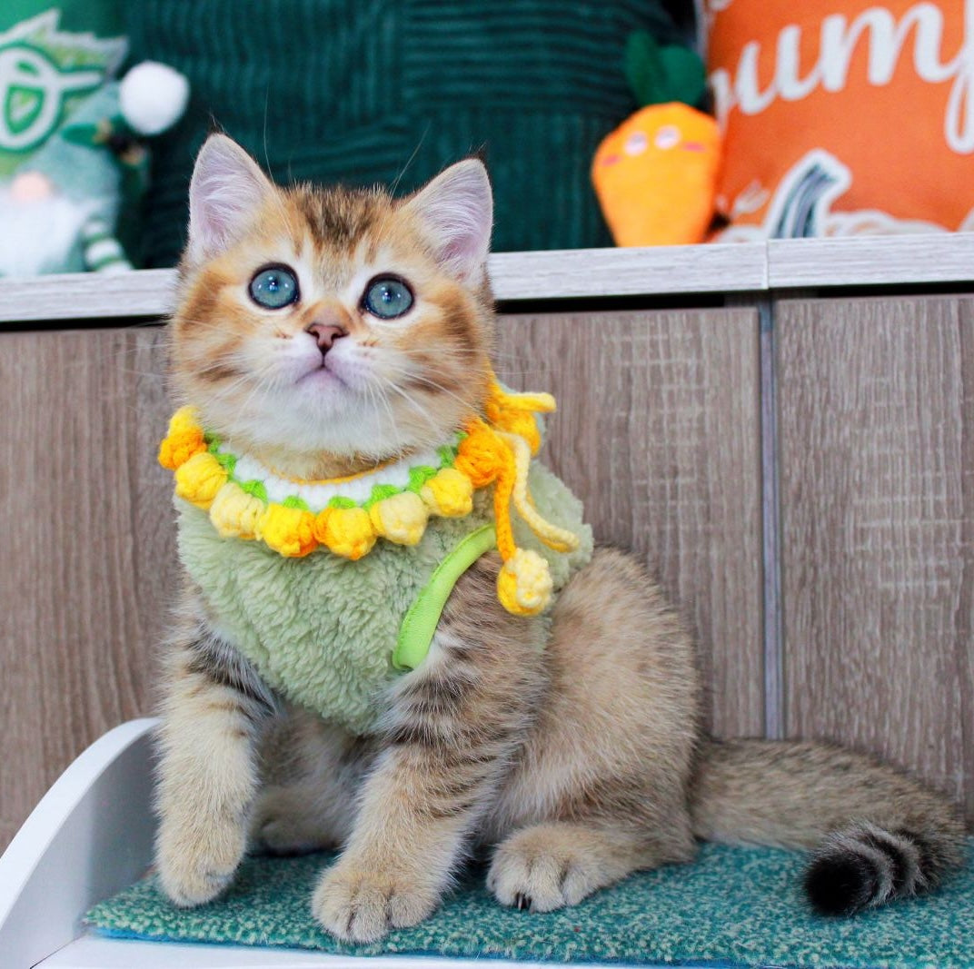 Quincy British Shorthair male, black golden ticked tabby