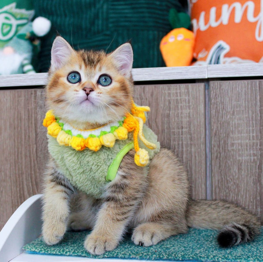 Quincy British Shorthair male, black golden ticked tabby