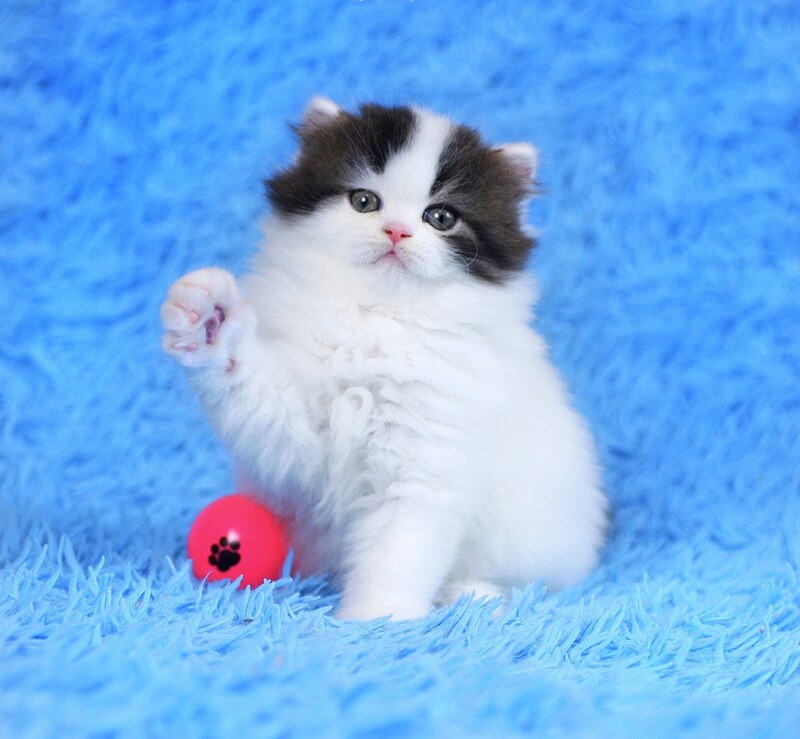 Favorite Scottish Straight male black van tabby - live animals