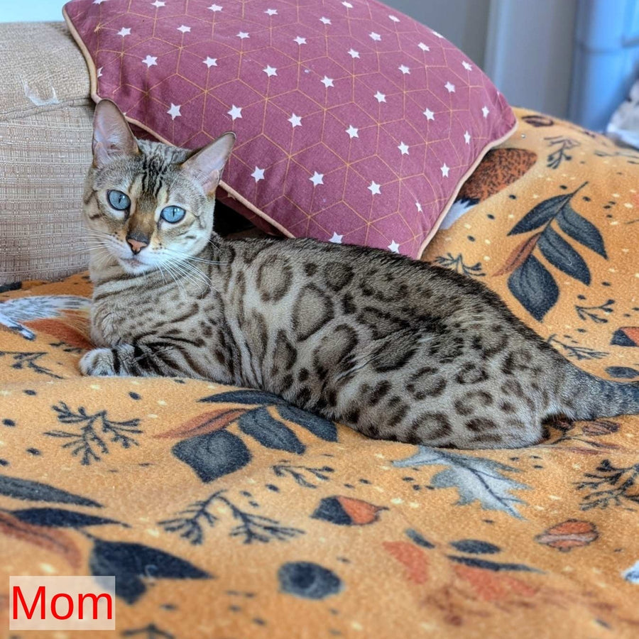 Chester Bengal male, black spotted tabby pointed