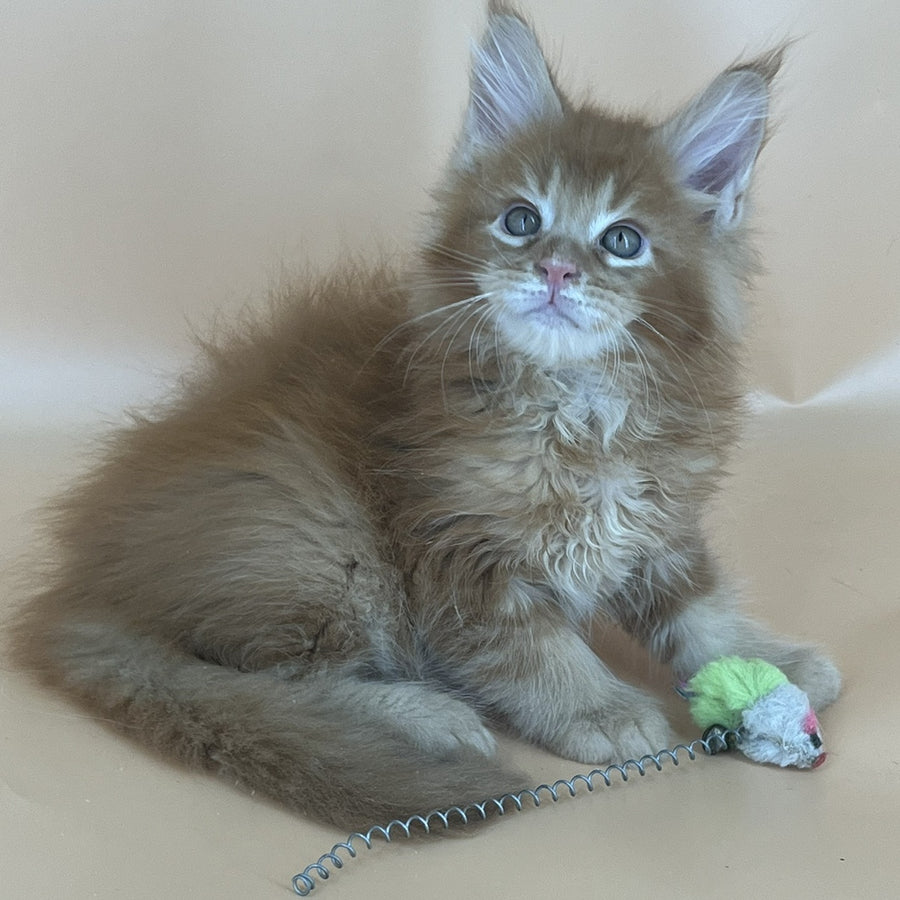 Brandon Maine Coon male, red tabby
