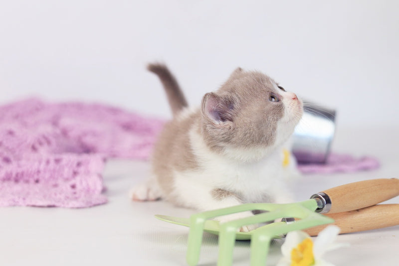 Quiana British Shorthair female lilac bicolour - live animals
