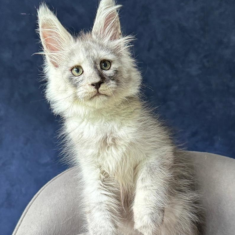 Yankee Maine Coon male, black silver