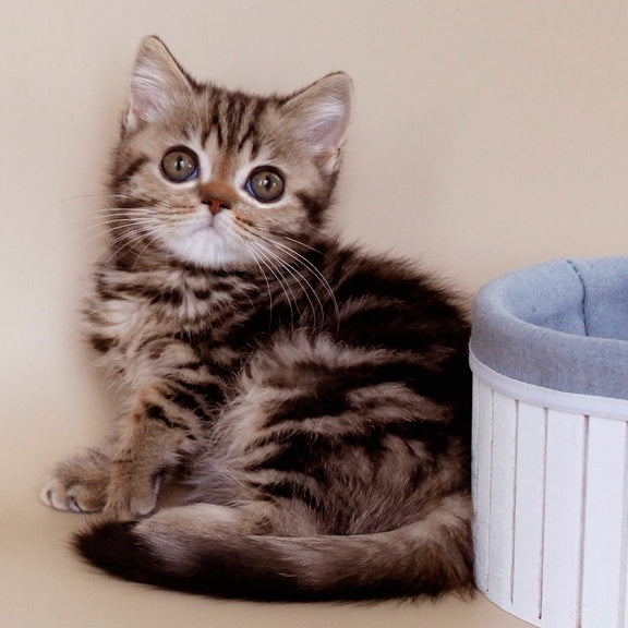 Willie British Shorthair male, black tabby