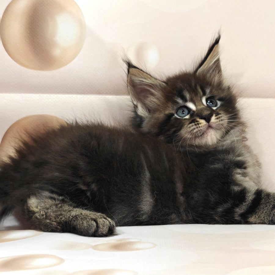 Mustang Maine Coon male, black tabby