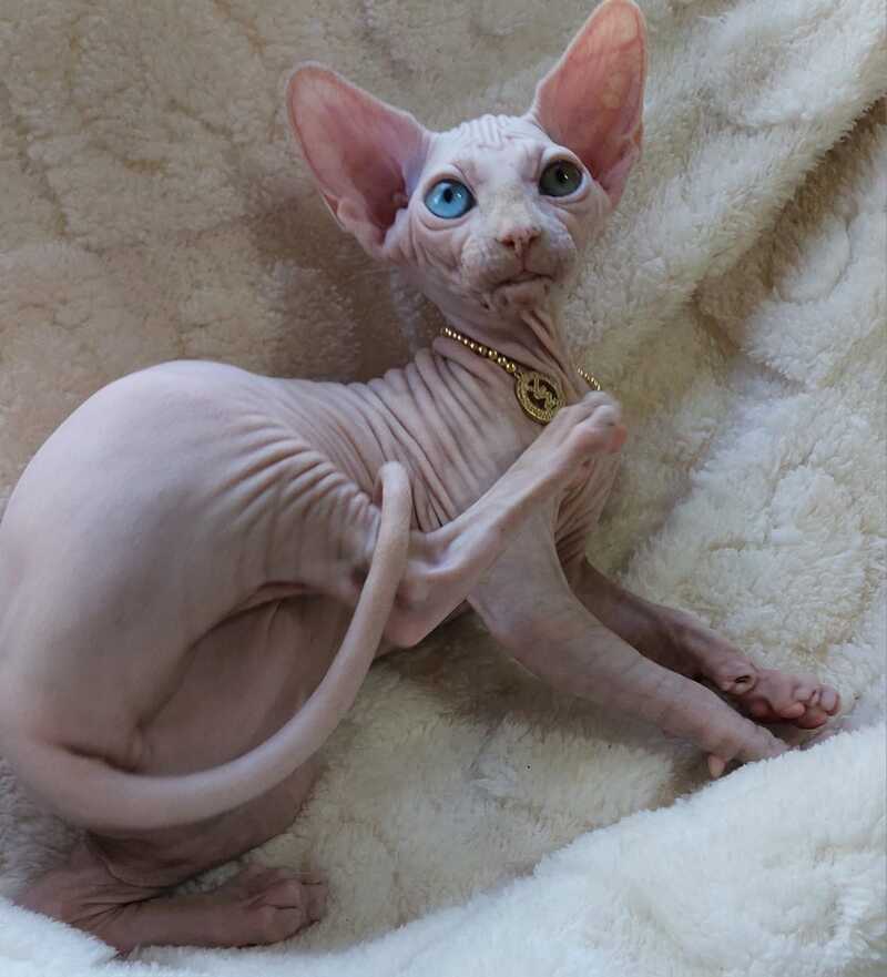 Tina Canadian Sphynx female, white