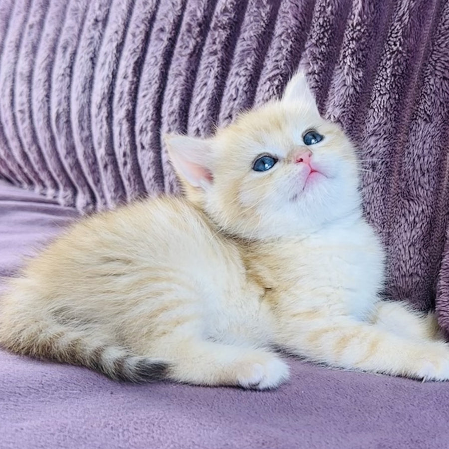 Jaya British Shorthair female, chocolate golden spotted tabby