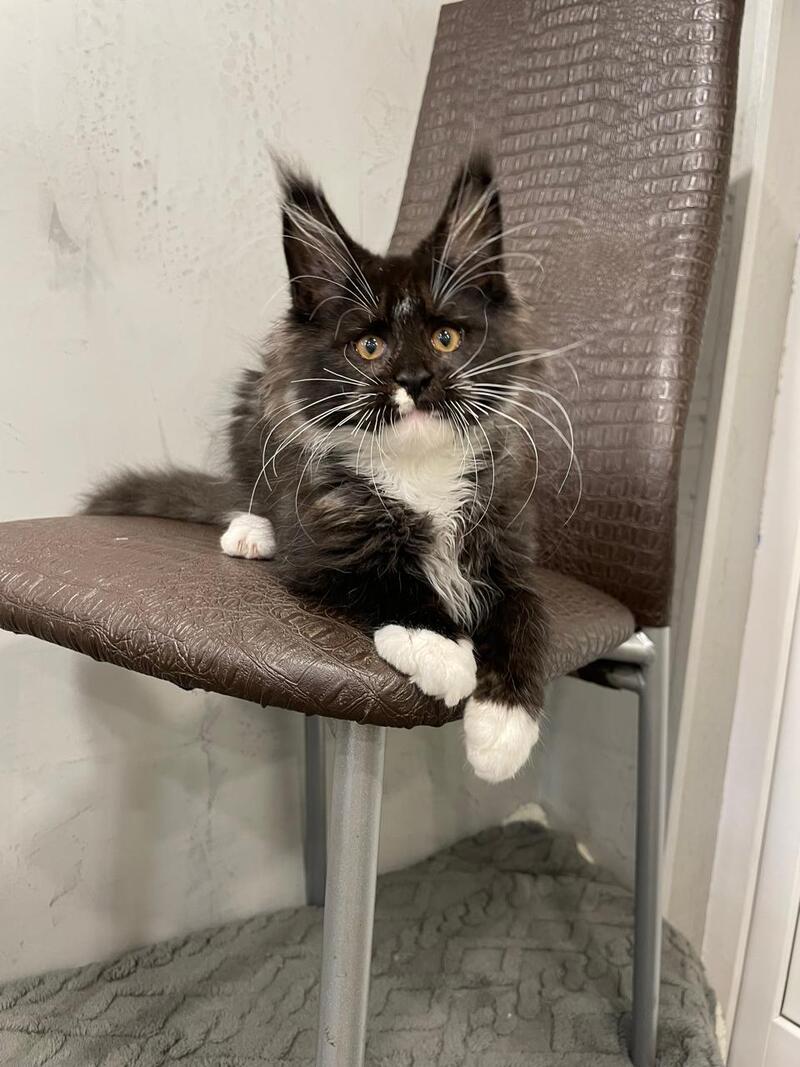 Irik Maine Coon male, black with white