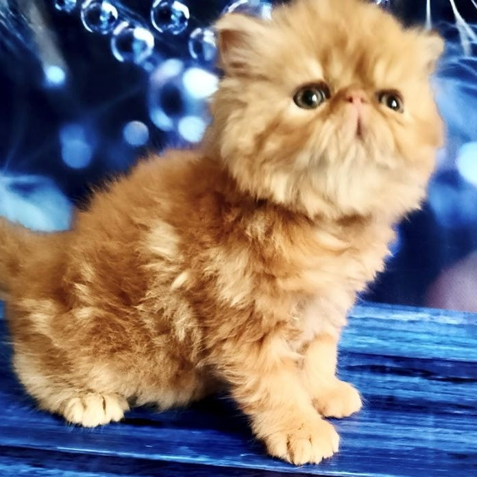 Simona Persian female, red tabby