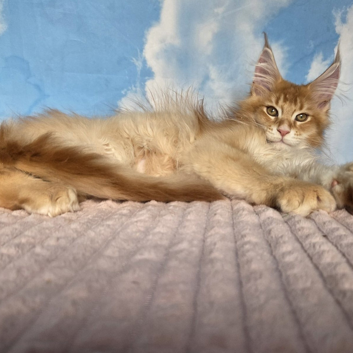 Twix Maine Coon male, red ticked tabby