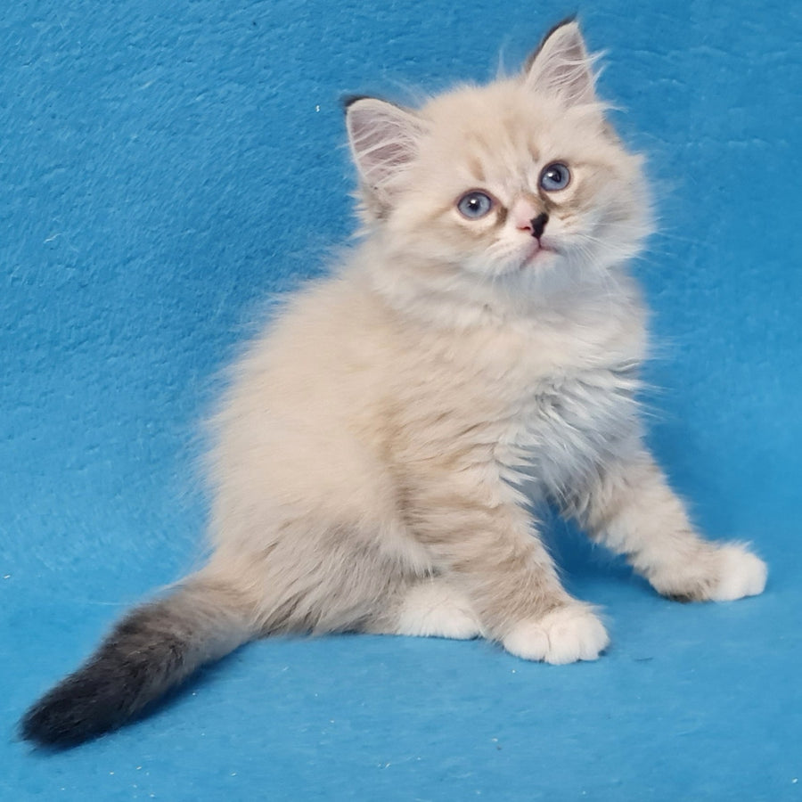 Benji Siberian male, black tabby pointed