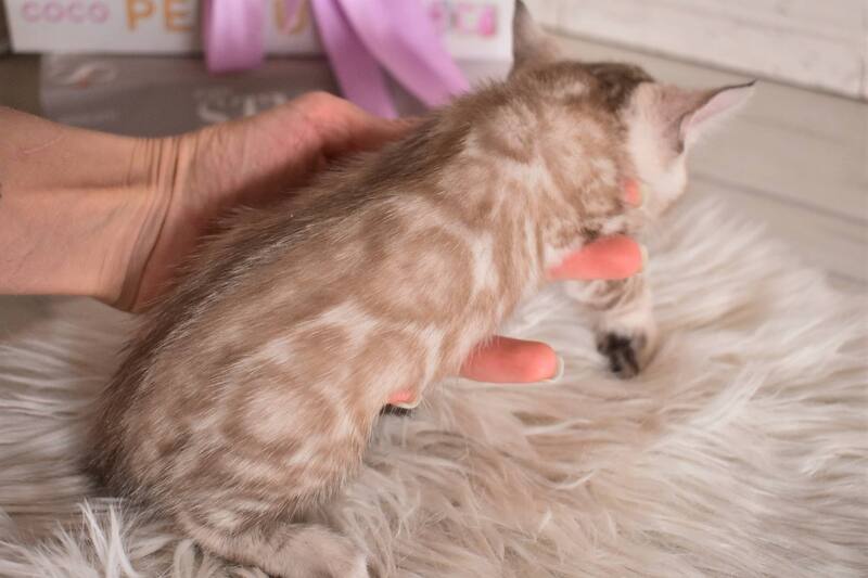 Kisa Bengal female snow mink - live animals
