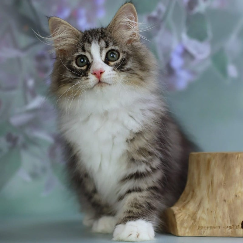 Gelius Siberian male, black with white spotted tabby