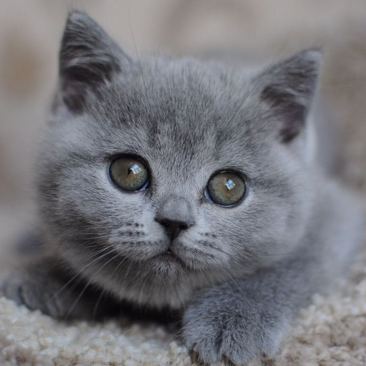 Teguila British Shorthair female, blue
