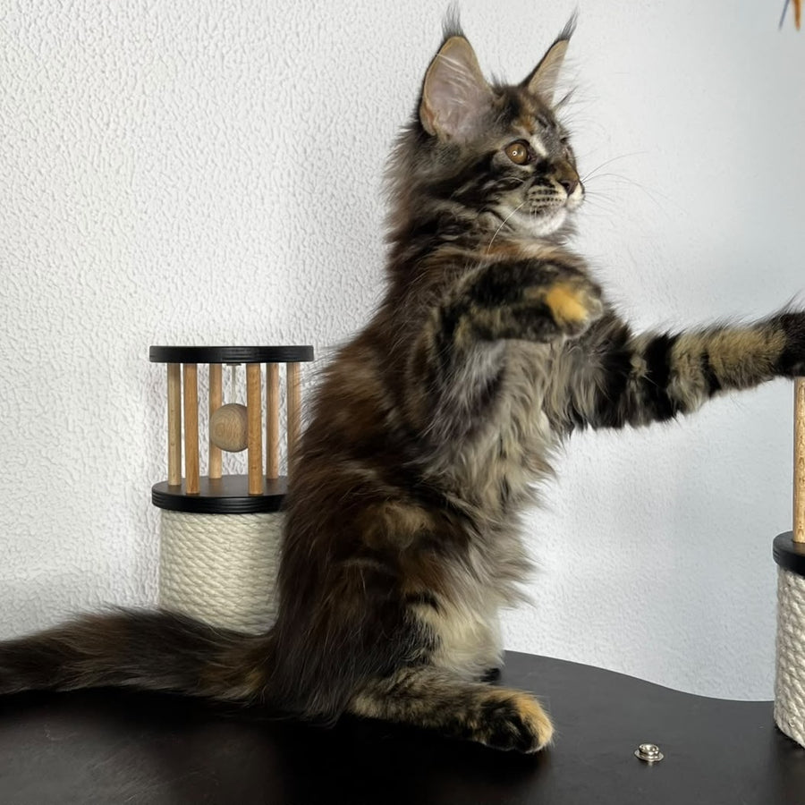 Bernadette Maine Coon female, black tortie tabby