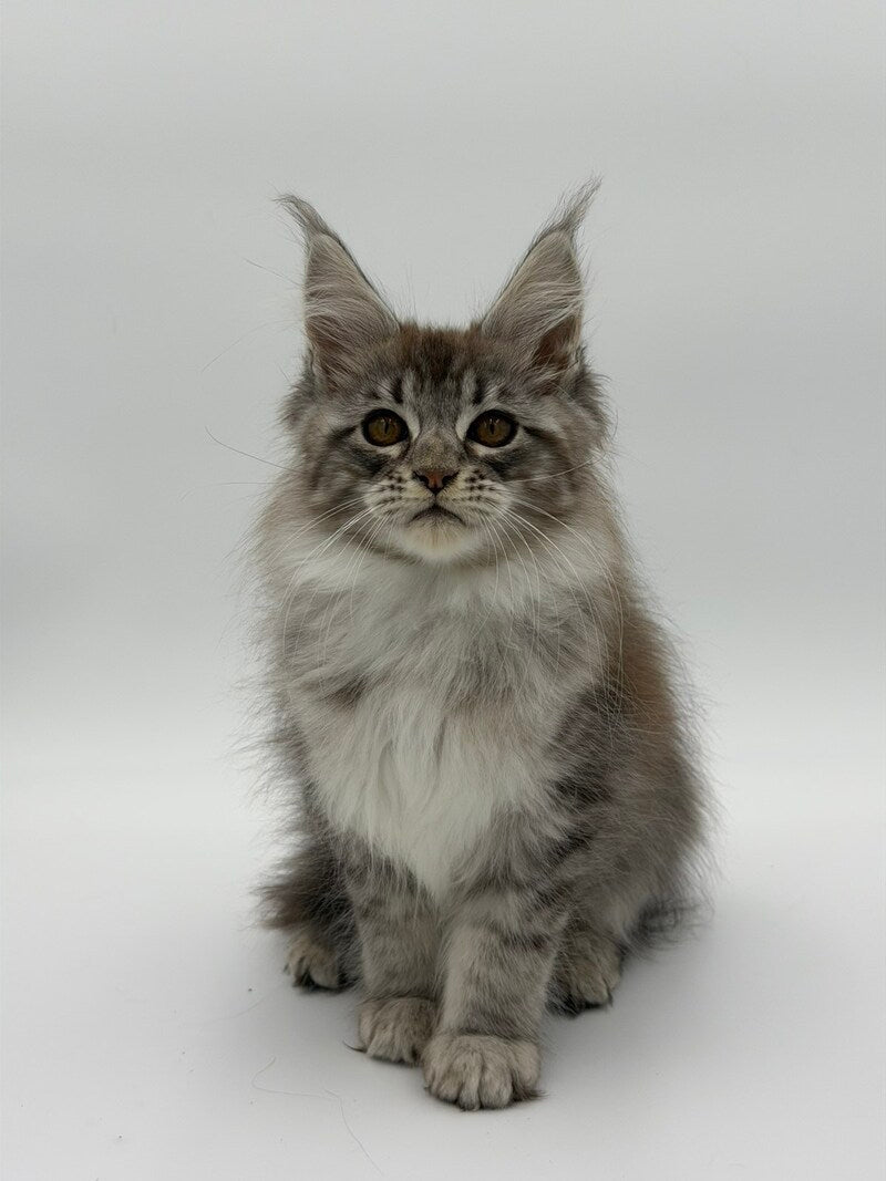 Katu Maine Coon male black silver tabby - live animals
