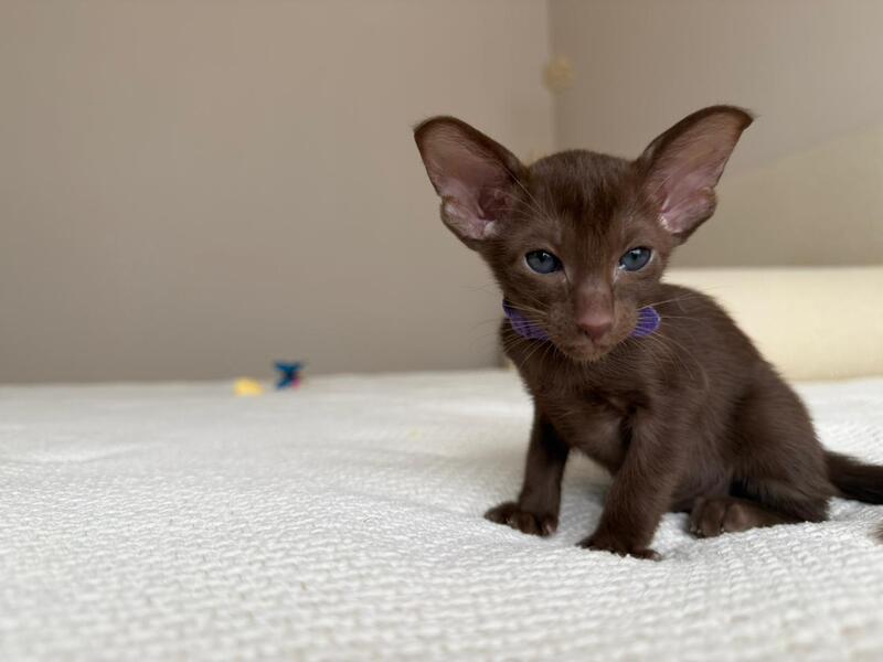 Amira Oriental Shorthair female chocolate - live animals
