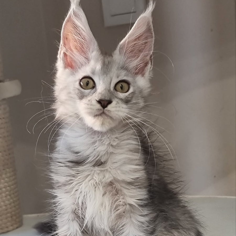 Elisa Maine Coon female, black silver tabby