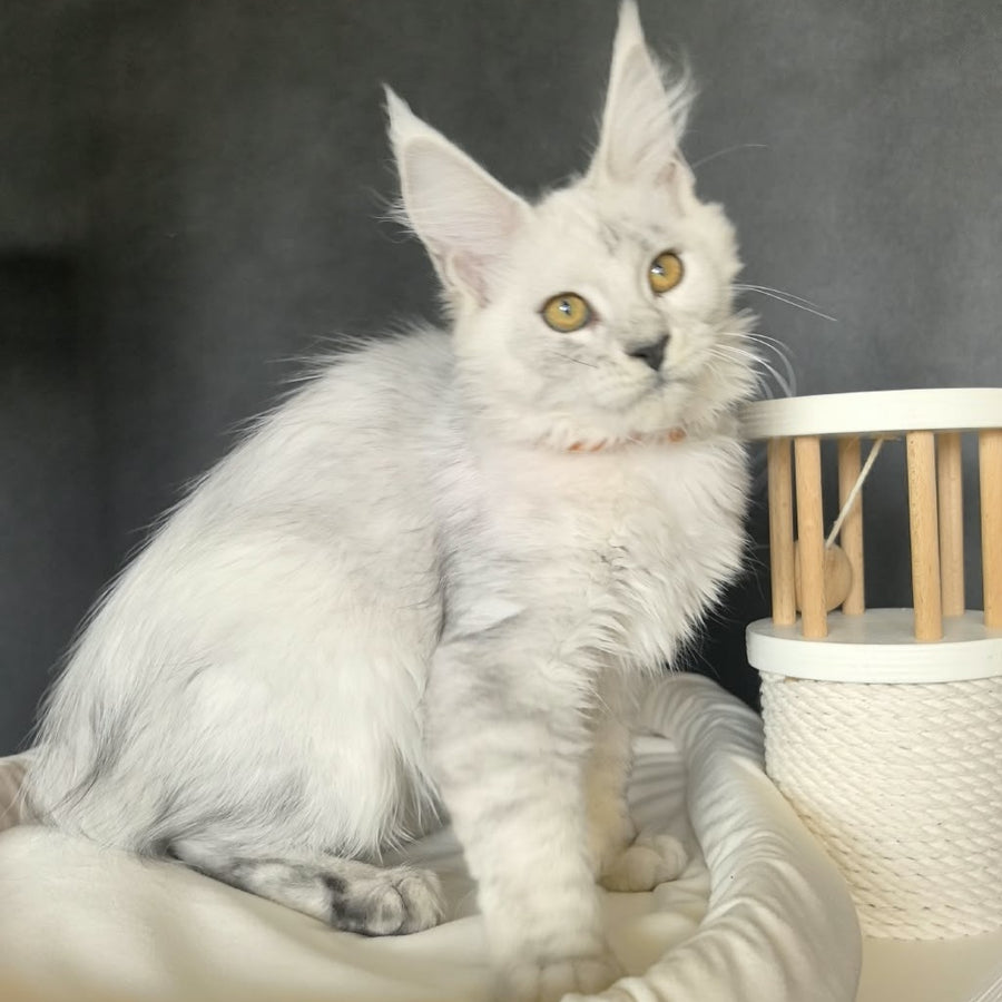 Williana Maine Coon female, black silver tabby