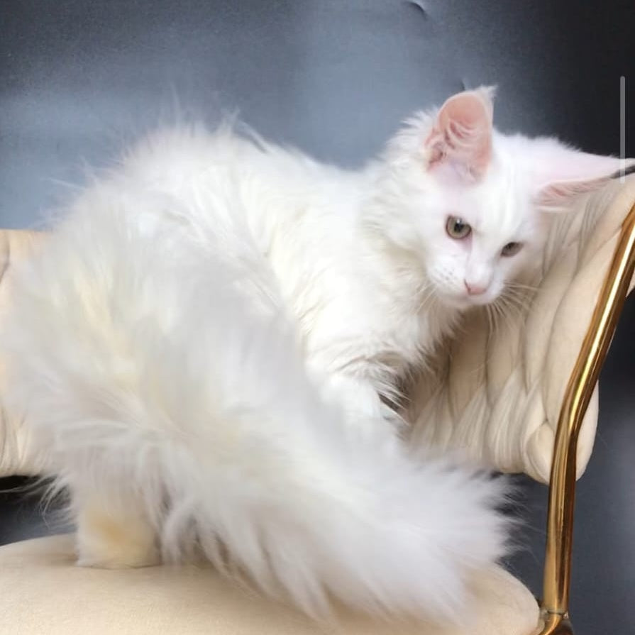 Xia Maine Coon female, white