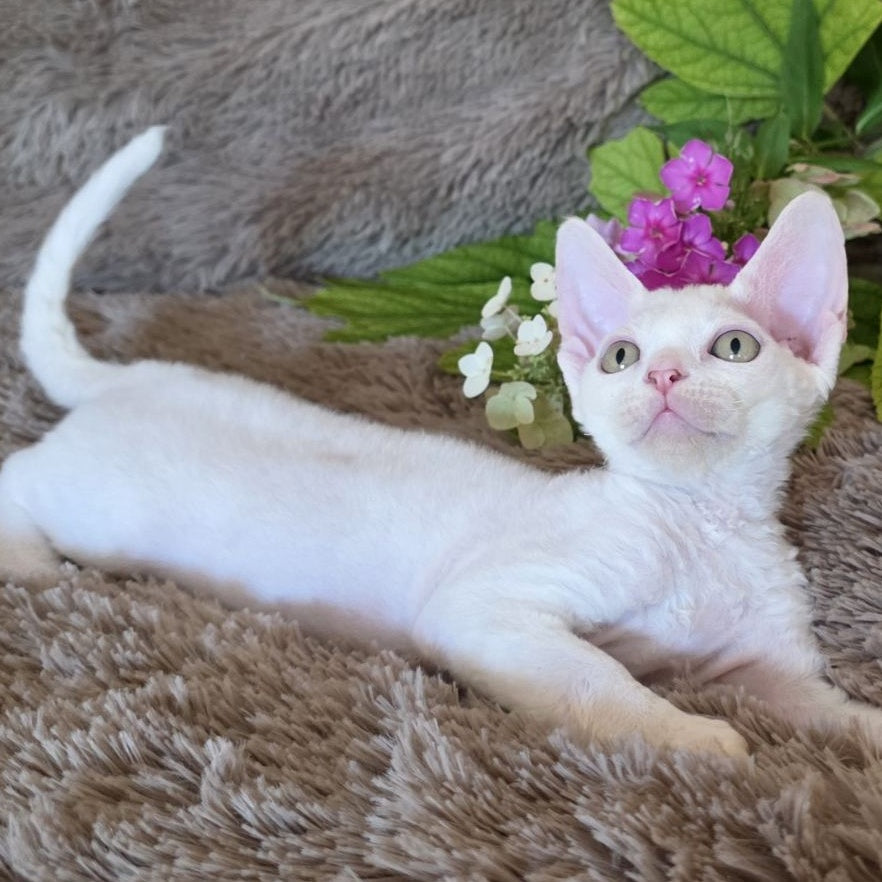 Waikiki Devon Rex female, white