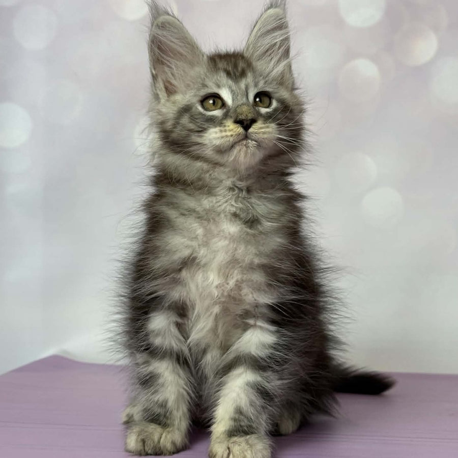 Fantik Maine Coon male, black silver tabby