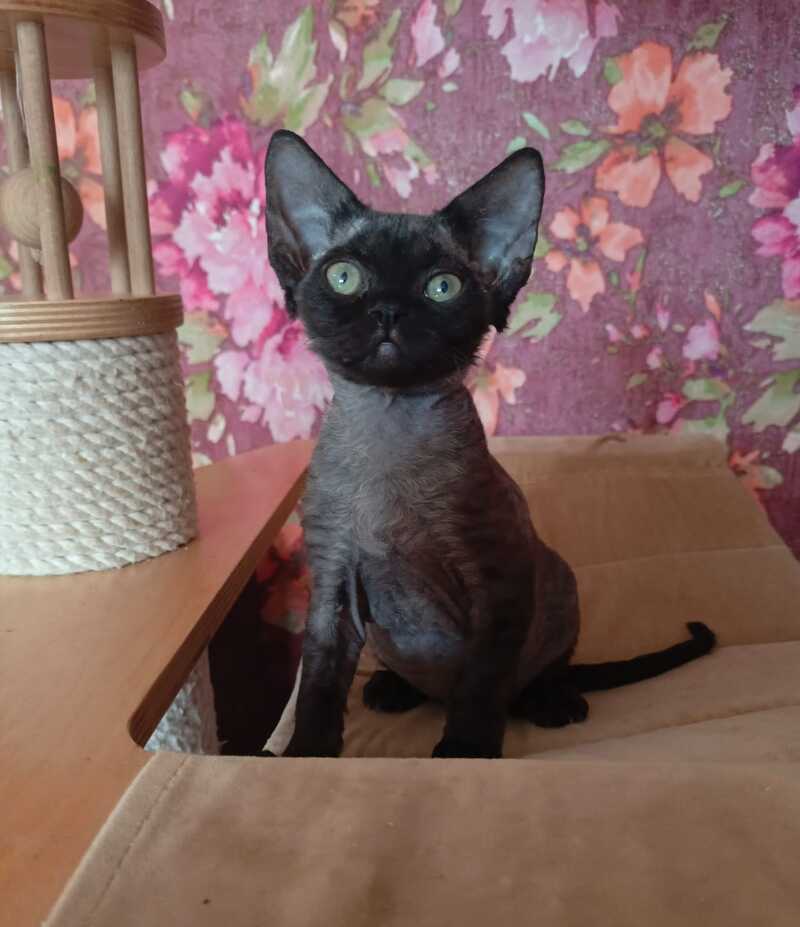 Jinnah Devon Rex female, black
