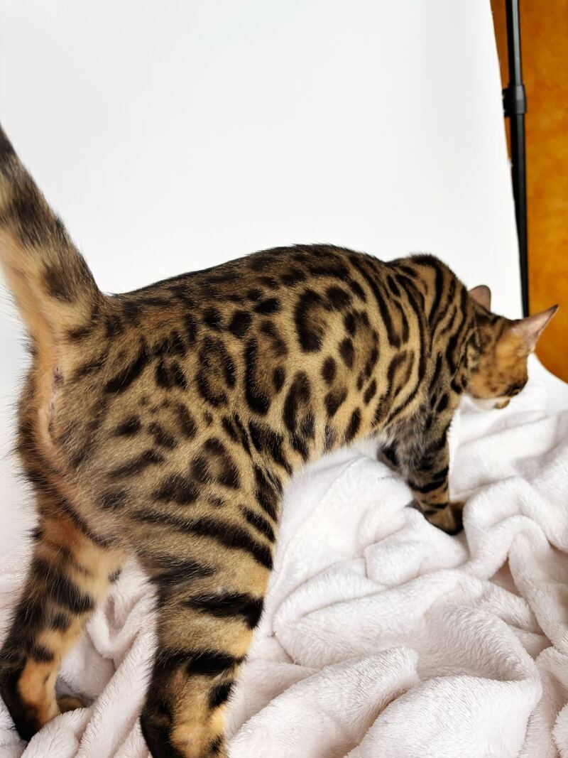 Lily Bengal female black spotted tabby - live animals
