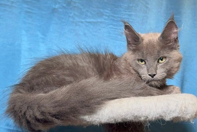 Marcus Maine Coon male, blue