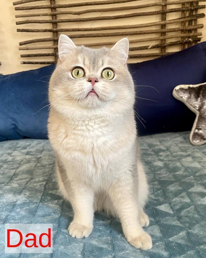 Winny British Shorthair male black golden spotted tabby - live animals