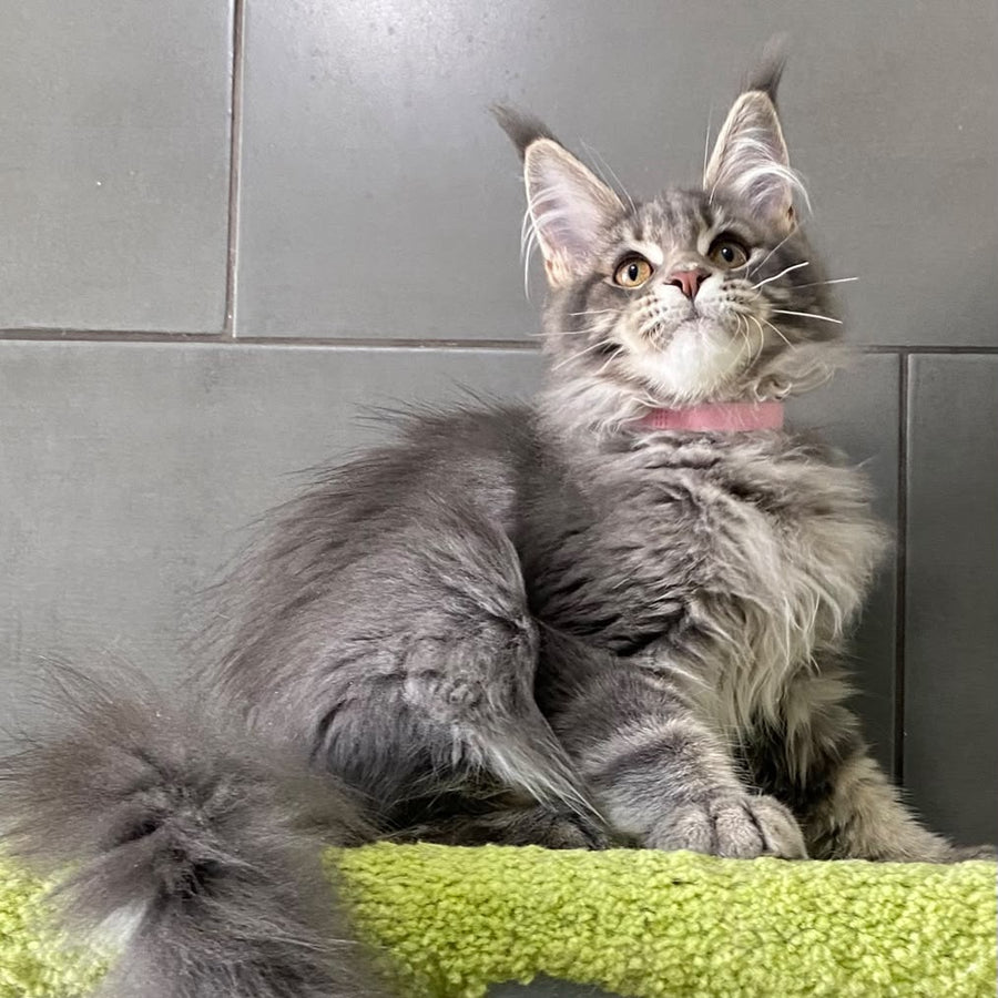 Varna Maine Coon female, blue tabby