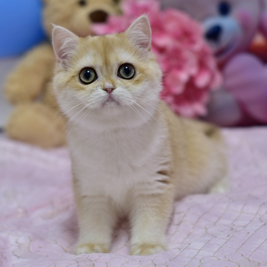 Chloe British Shorthair female, black golden chinchilla with white