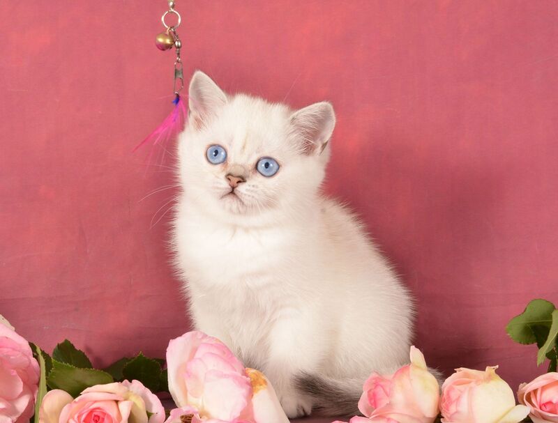 Olesya Scottish Straight female, black silver shaded pointed