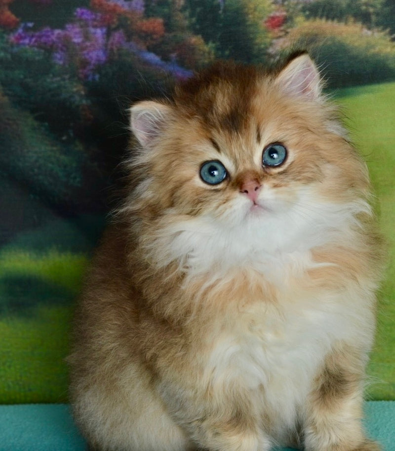 Sultan British Longhair male black golden shaded - live animals
