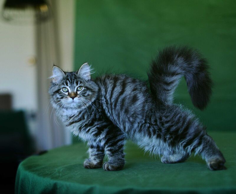 Olimpia Siberian female, black spotted tabby