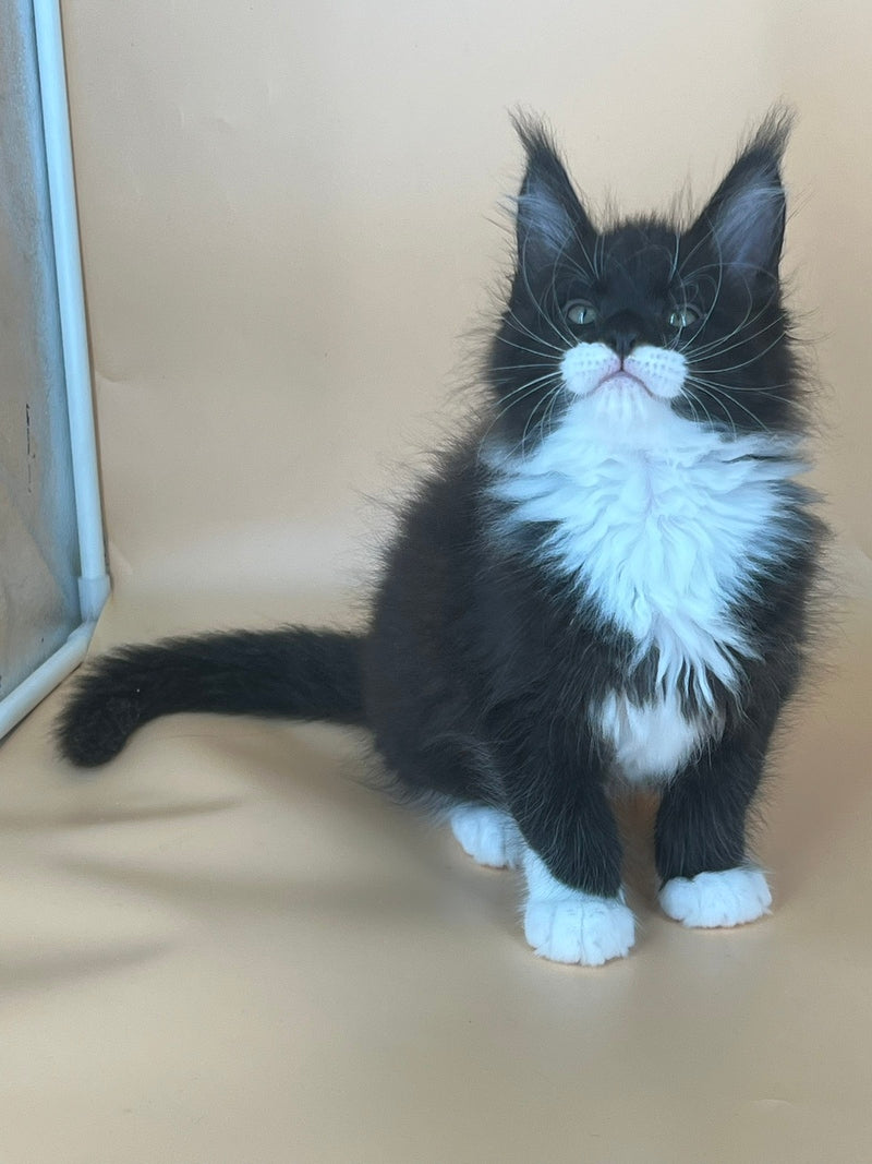 Betmann Maine Coon male, black bicolour