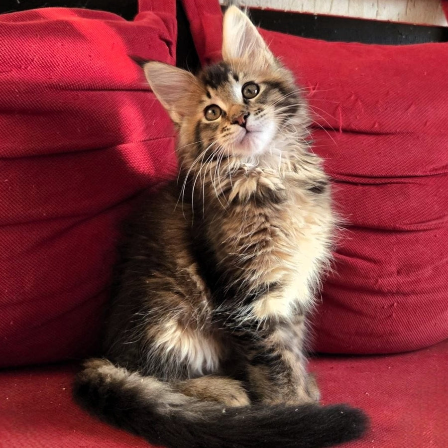Rodion Maine Coon polydactyl 6x6x6x6 male, black ticked tabby