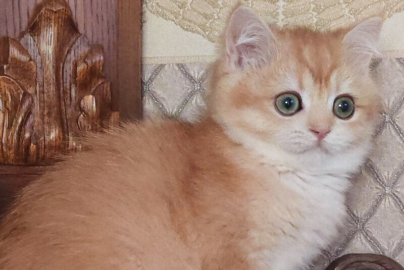 Umka British Shorthair male, black golden chinchilla