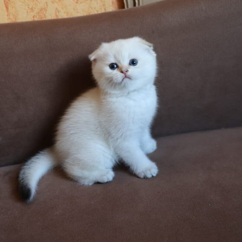 Dave Scottish Fold male, black golden ticked tabby pointed